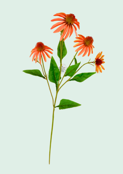 Echinacea Spray