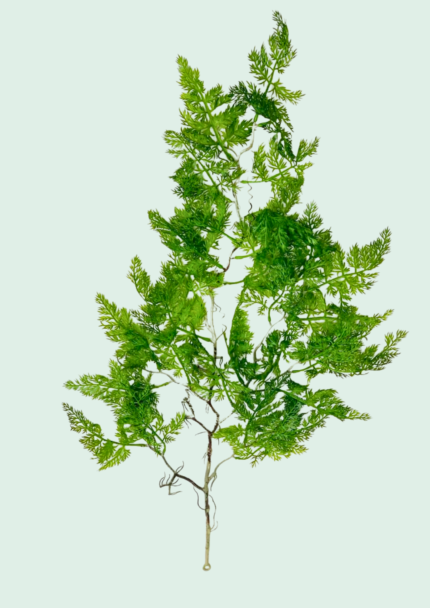 Asparagus Fern Hanging Vine