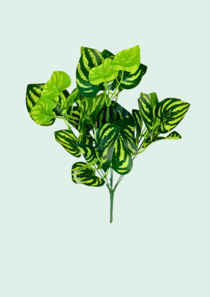 Zebra Pattern Foliage