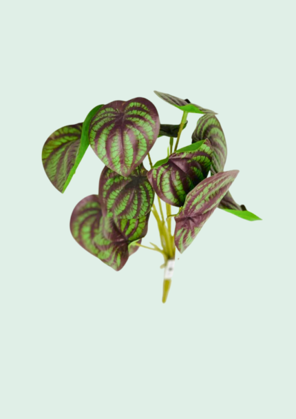 Midnight Stripe Foliage
