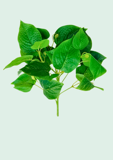 Lush Green Heartleaf Bush