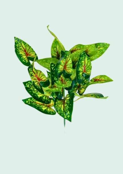 Speckled Caladium Bush