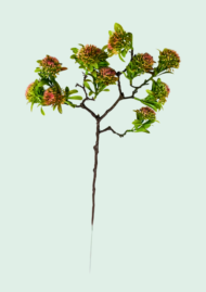 Wildflower Bud Branch