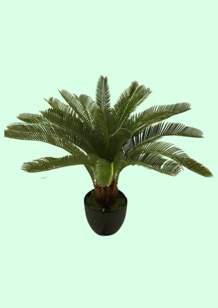 Sago Palm Plant