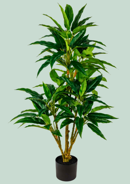 Green Dracaena Plant