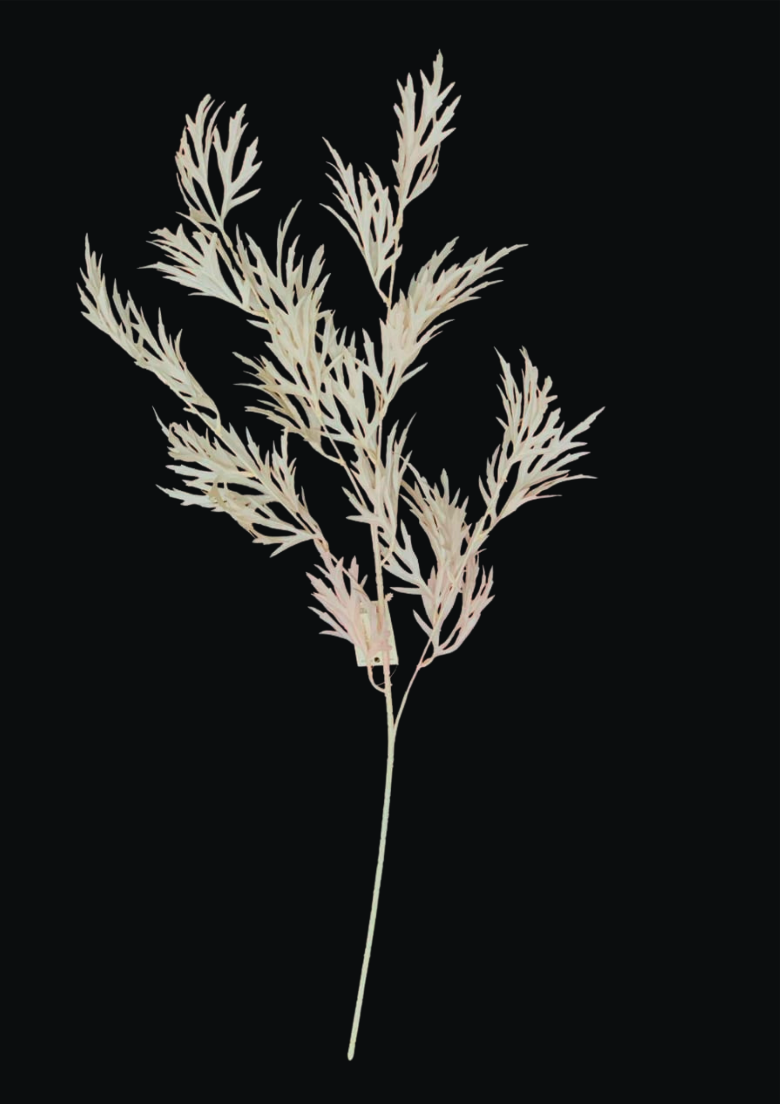 Willow Eucalyptus Spray