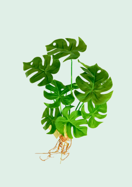 Monstera Plant Bundle