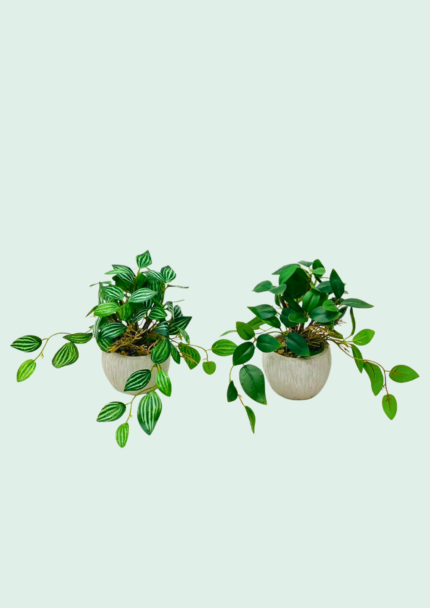 Potted Peperomia Plant