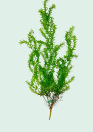 Lycopodium Hanging Vine