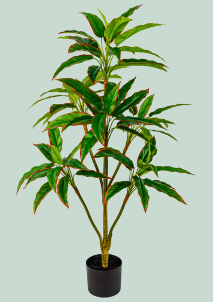 Red-Edged Aglaonema Tree