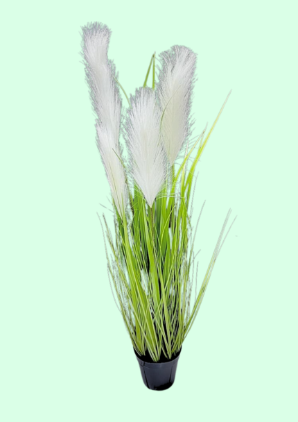 Potted Pampas Grass