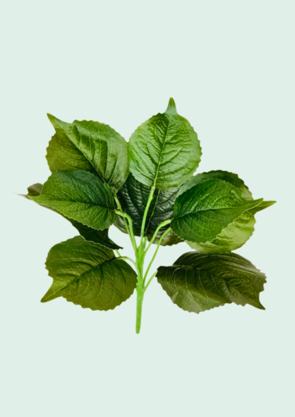 Serrated Forest Leaf Bush