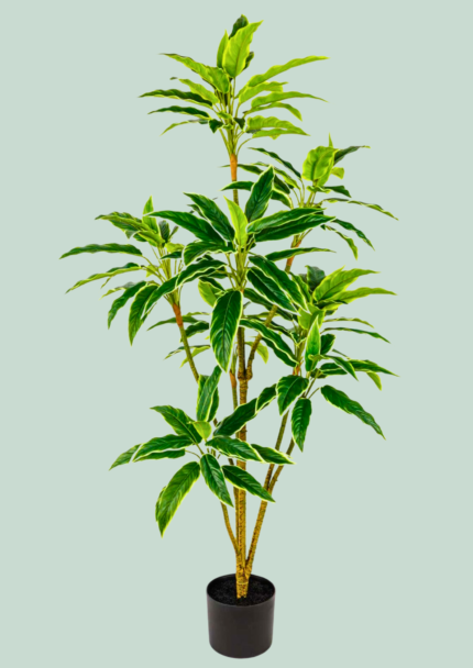 Variegated Dracaena Reflexa