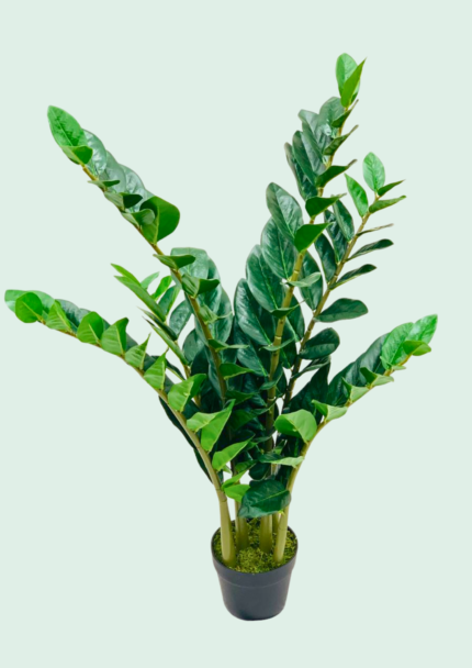 ZZ Plant