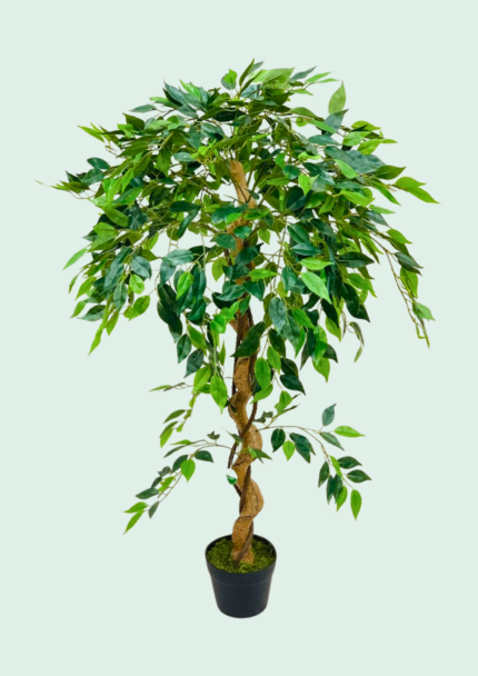 Twisted Ficus Tree