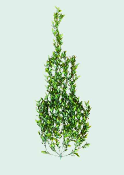 Cascading Hanging Vine