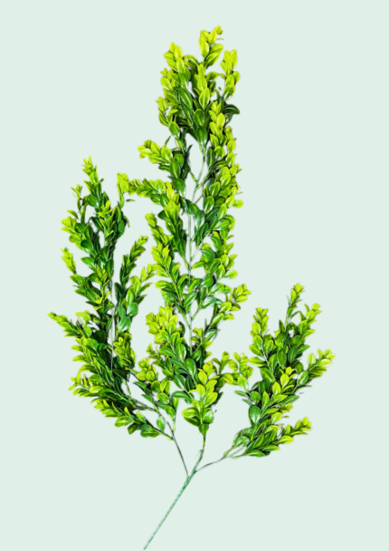 Hanging Boxwood Vine