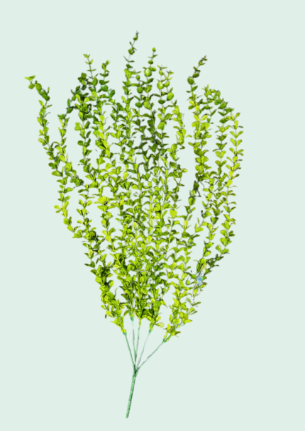 Baby's Tears Hanging Vine