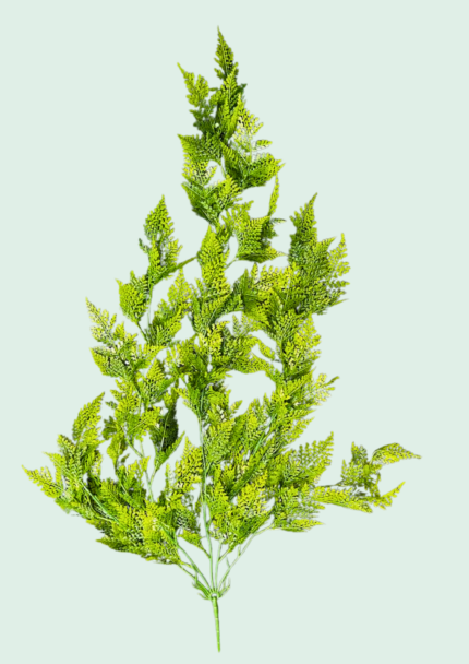 Hanging Asparagus Fern