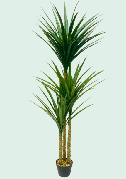 Yucca Floor Plant