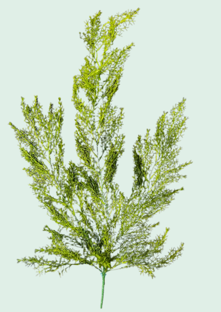 Asparagus Fern Hanging Bush