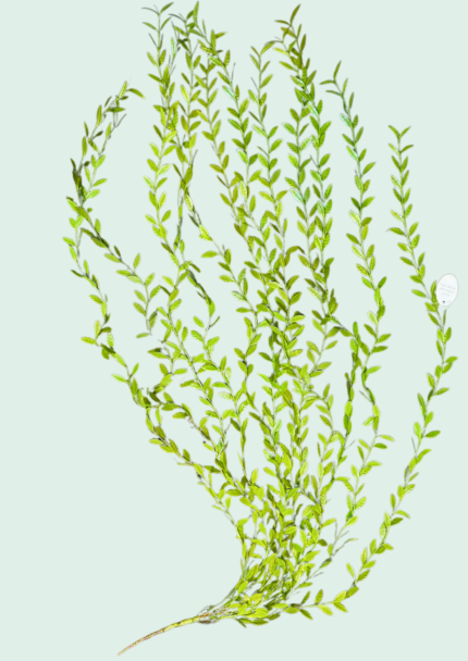 Trailing Bamboo Vine