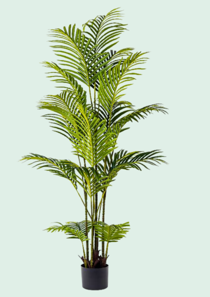 Areca Palm Tree