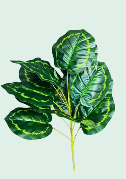 Calathea Peacock Bush
