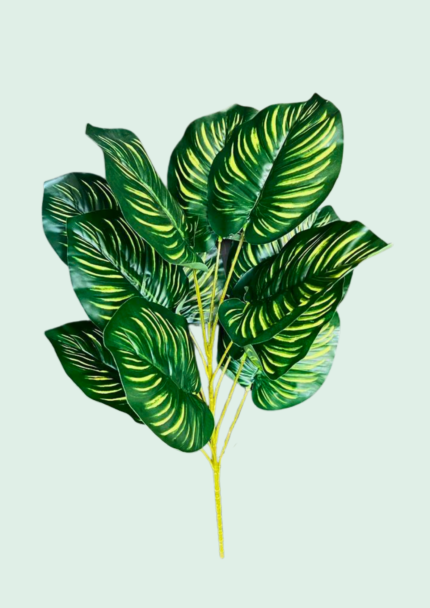 Calathea Zebrina Bush