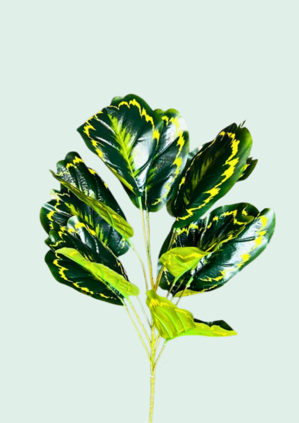 Calathea Medallion Bush