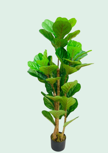 Fiddle Leaf Fig Tree