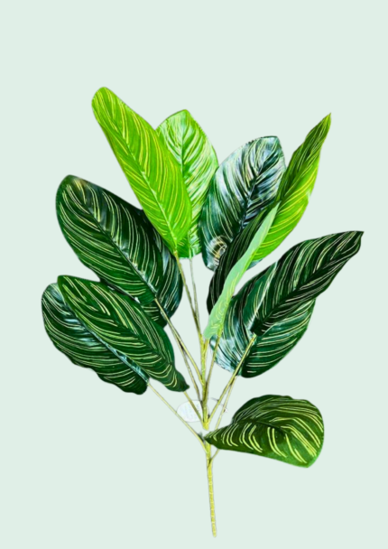 Pinstripe Calathea Bush