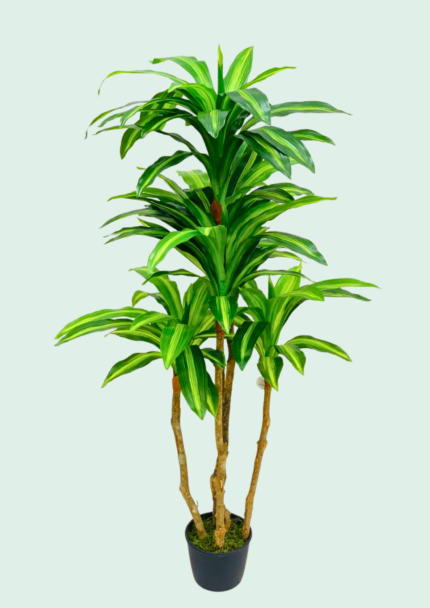 Corn Plant