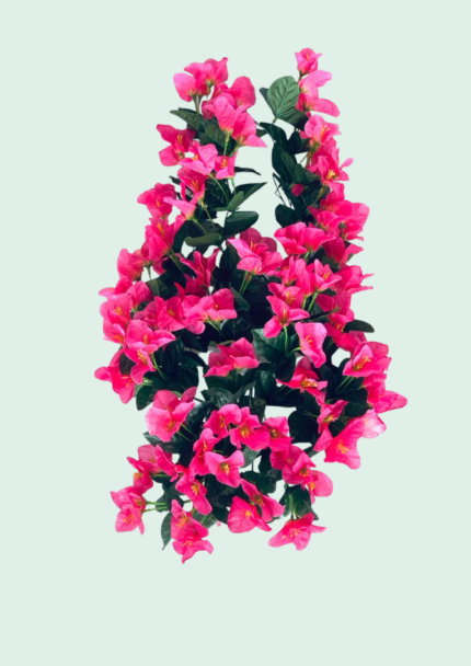 Hanging Bougainvillea Bush