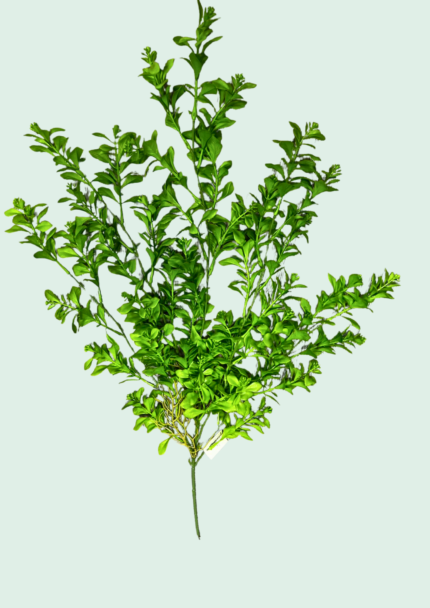 Boxwood Cascading Bunch
