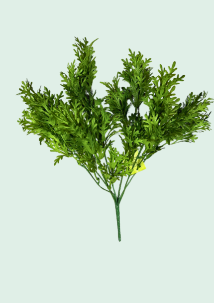Parsley Fern Stem