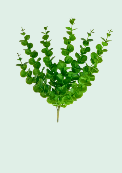 Round-Leaf Eucalyptus Bush