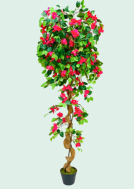 Bougainvillea Tree
