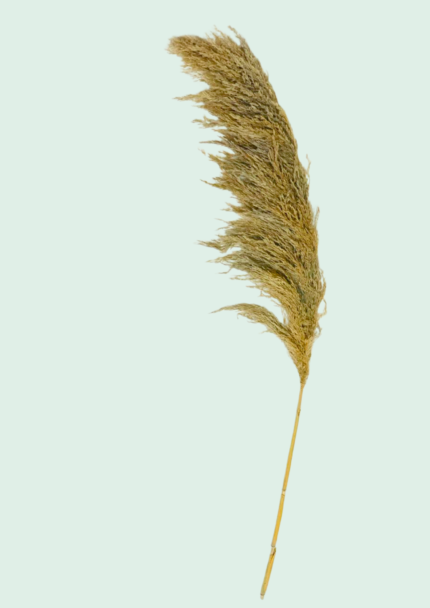 Natural Dried Pampas Grass