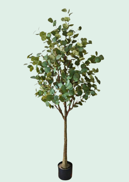 Silver Dollar Eucalyptus Tree