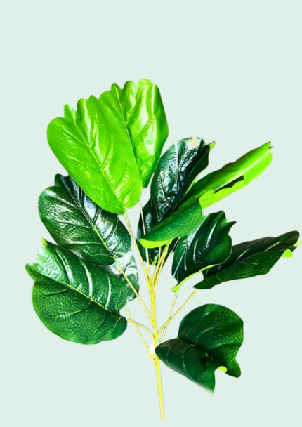 Fiddle Leaf Fig Branch