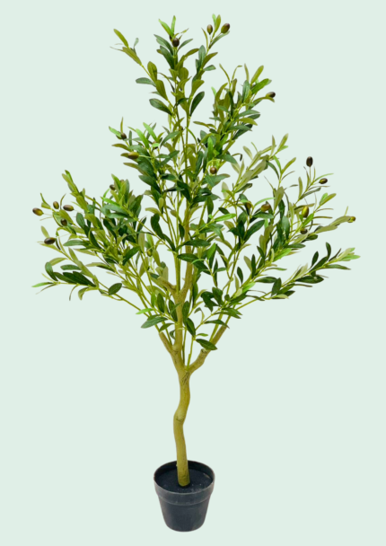 Olive Tree